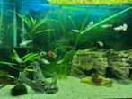 Guppy's gratis, Dieren en Toebehoren, Vissen | Aquariumvissen