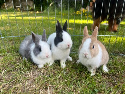 Raszuivere bonte kleurdwergjes, Dieren en Toebehoren, Konijnen, Dwerg, Mannelijk, 0 tot 2 jaar