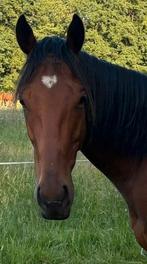 4 jarige ruin met stamboom, Dieren en Toebehoren, Paarden, Ontwormd