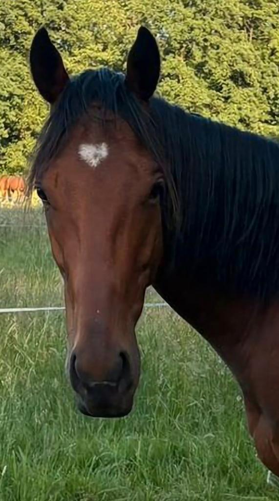 4 jarige ruin met stamboom, Dieren en Toebehoren, Paarden, Met stamboom, Ontwormd