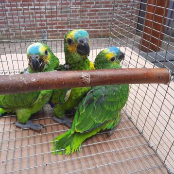 3 Geelschouder-blauwvoorhoofd-amazone-papegaaien jong/tam. beschikbaar voor biedingen