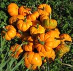 Mandarin | Pompoen Planten, Ophalen