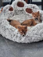 Shiba inu pups (teefje), Hépatite contagieuse (maladie de Rubarth), Belgique, 8 à 15 semaines, Plusieurs