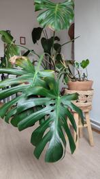 Monsteraplant met cachepot, Huis en Inrichting, Kamerplanten, Overige soorten, Minder dan 100 cm, Halfschaduw, In pot