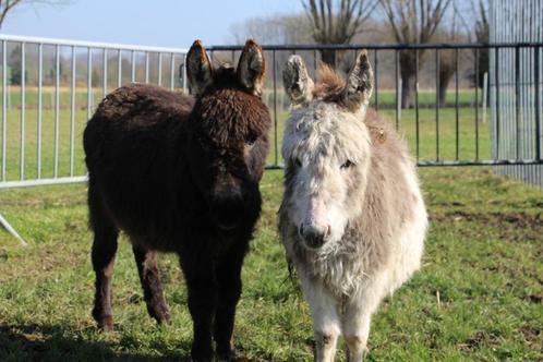 Mediterrane Miniatuur Ezeltjes - 2 merrie veulens, Dieren en Toebehoren, Paarden, Merrie, 0 tot 2 jaar