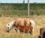 Shetland veulens met stamboom, Dieren en Toebehoren, Gechipt, 0 tot 2 jaar, Hengst, Onbeleerd