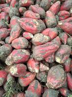 TE KOOP: Voederbieten, Zakelijke goederen, Landbouw | Veevoer, Ophalen