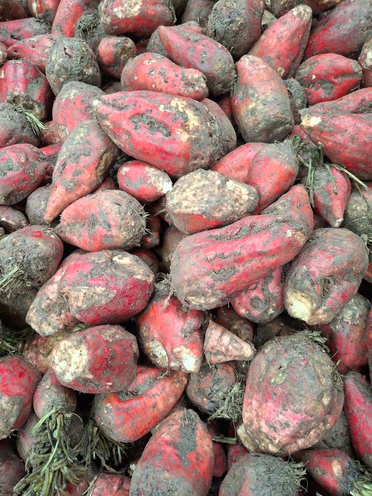 TE KOOP: Voederbieten, Zakelijke goederen, Landbouw | Veevoer, Ophalen