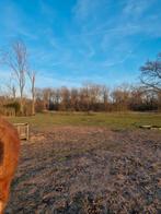 Weidegenoot gezocht regio Gent (Sint-Denijs-Westrem), Dieren en Toebehoren, Stalling en Weidegang