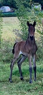 Superbe poulain de Fiji x Total US, Cheval de dressage, 165 à 170 cm, Avec pedigree, 0 à 2 ans
