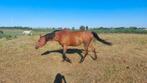 Lieve arabische merrie, als gezelschapsmaatje, wandelpaard, Dieren en Toebehoren, Paarden