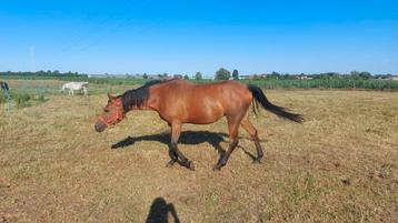 Lieve arabische merrie, als gezelschapsmaatje, wandelpaard  beschikbaar voor biedingen