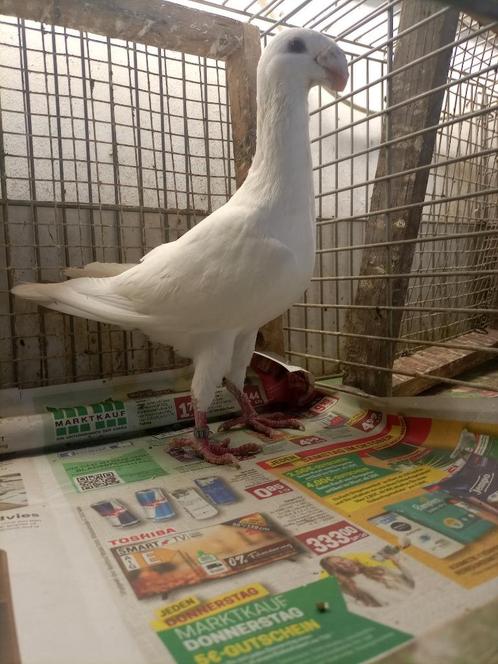 Duitse schoonheids postduiven 2 koppels, Animaux & Accessoires, Oiseaux | Pigeons, Pigeon voyageur, Plusieurs animaux