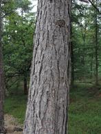 brandhout corsicaanse den, Tuin en Terras, Ophalen, Nieuw