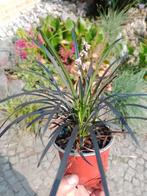 Graminée noir, ophiopogon, Tuin en Terras, Ophalen