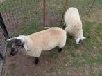 2 mannelijke schapen, Mannelijk, Schaap