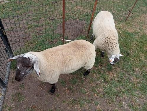 2 mannelijke schapen, Dieren en Toebehoren, Schapen, Geiten en Varkens, Schaap, Mannelijk