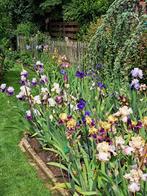 tuinplanten Iris germanica steken te koop, Jardin & Terrasse, Plantes | Jardin, Plein soleil, Printemps, Enlèvement, Autres espèces