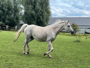 Poulinière de 11 ans, pur-sang arabe  disponible aux enchères