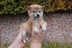 Prachtige shiba inu pups, Dieren en Toebehoren, België, Overige rassen, CDV (hondenziekte), 8 tot 15 weken