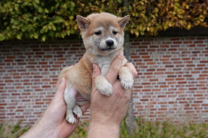 Prachtige shiba inu pups, Dieren en Toebehoren, Honden | Poolhonden, Keeshonden en Oertypen, Meerdere dieren, Overige rassen, Fokker | Professioneel