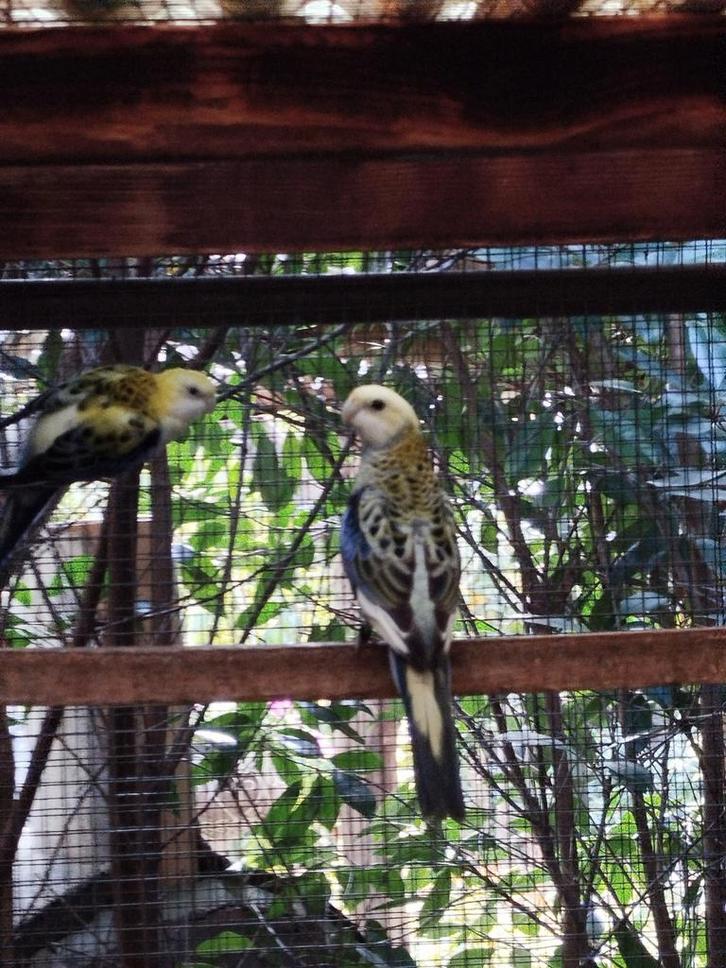 Parkieten, Dieren en Toebehoren, Vogels | Overige Vogels