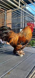 Kriel Kweekhaan Tam, Dieren en Toebehoren