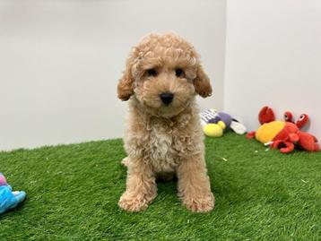 Maltipoo pups beschikbaar voor biedingen