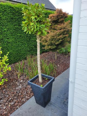 Laurierboom beschikbaar voor biedingen
