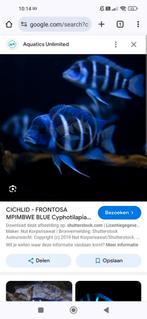 Frontosa mpimbwe f1. 12cm 25 euro.(Nog 20 stuks), Animaux & Accessoires, Poissons | Poissons d'aquarium