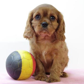 Cavalier King Charles - puppy's te koop (Belgisch) beschikbaar voor biedingen