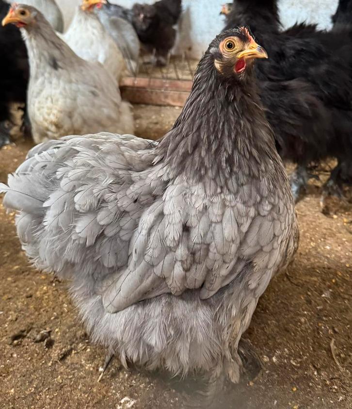 Cochin krielen 2025, Animaux & Accessoires, Volatiles