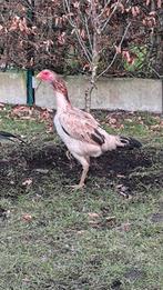 2 gezonde en sterke Shamo kippen (Hindoestaanse vechthoender, Ophalen of Verzenden