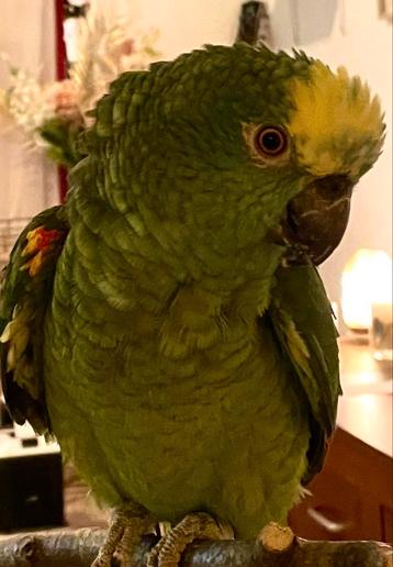 Blauwvoorhoofd amazone papegaai heel tam & broeds (pop)  