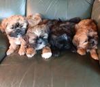 Shih Tzu pups, Dieren en Toebehoren, België, Overige rassen, CDV (hondenziekte), 8 tot 15 weken