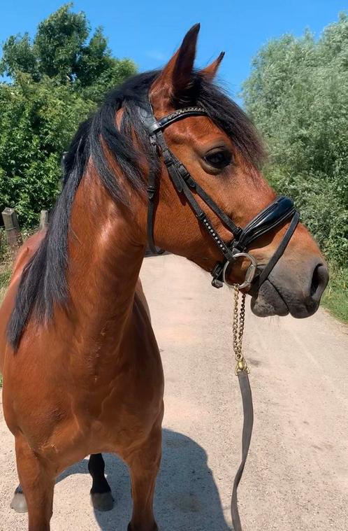 Mega knappe lieve ruin!! 1.50m breed gebouwd, Dieren en Toebehoren, Pony's, Ruin, B, E pony (1.48m - 1.57m), Recreatiepony, 7 tot 10 jaar
