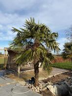 Palmboom, Tuin en Terras, Planten | Bomen, Zomer, Palmboom, 400 cm of meer, Ophalen