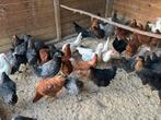 Leg - en sierkippen ruime keuze, Dieren en Toebehoren