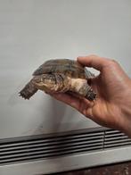 Bewezen koppel afrikaanse moerasschildpad., Dieren en Toebehoren, Reptielen en Amfibieën, Schildpad