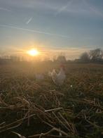 Foktoom poule de Bresse, Immo