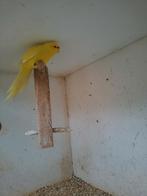 Kakariki geelvoorhoofd