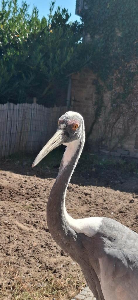 Grue a cou blanc, Animaux & Accessoires, Oiseaux | Oiseaux Autre, Oiseau tropical, Femelle, Bagué