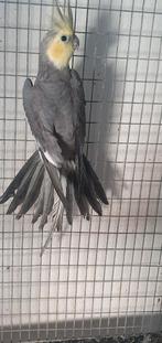 Calopsitte male 25€, Animaux & Accessoires, Oiseaux | Cages & Volières, Enlèvement ou Envoi