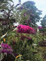 vlinderstruik - buddleja, Tuin en Terras, Planten | Tuinplanten, Volle zon, Vaste plant, Zomer, Ophalen