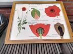 Oude  schoolkader,, Antiek en Kunst, Antiek | Schoolplaten, Ophalen of Verzenden
