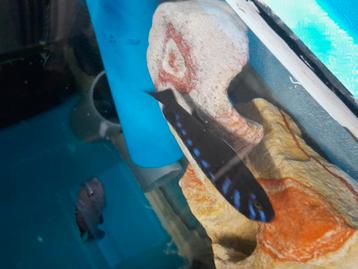 Nestje pseudotropheus elongatus neon spot beschikbaar voor biedingen