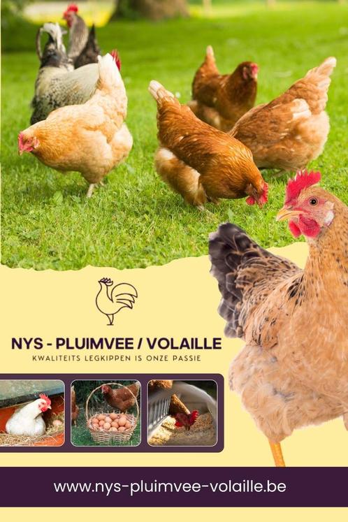 Allerlei Legkippen - direct eitjes - 0472/51.09.71, Dieren en Toebehoren, Pluimvee, Kip