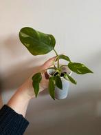 Philodendron White Princess, Huis en Inrichting, Kamerplanten, Ophalen