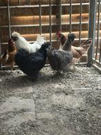 Zijdehoen trio, Dieren en Toebehoren, Pluimvee, Meerdere dieren, Kip
