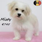 "Misty" Havanezer teefje - opzoek naar een warme thuis, Dieren en Toebehoren, België, 15 weken tot 1 jaar, CDV (hondenziekte)